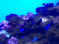 -芜湖新华联大白鲸海洋公园