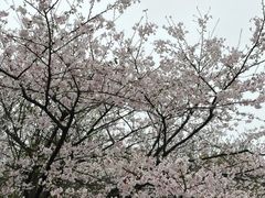 -南山植物园