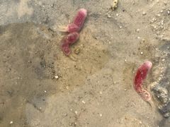 -红树林天天赶海