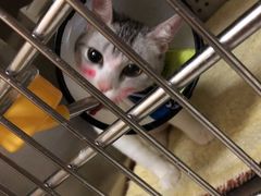 -艾贝尔宠物诊疗