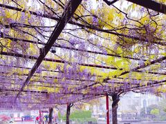 -嘉定紫藤园