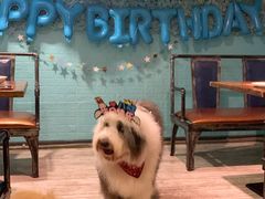 -百好乐宠物友好餐厅(朝外大街店)