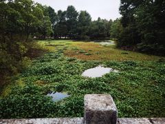 -上海海湾国家森林公园