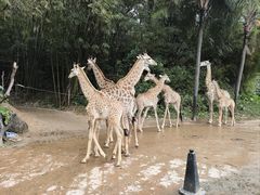 -广州长隆野生动物世界