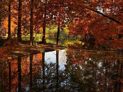 -上海共青森林公园