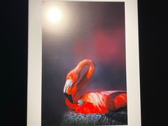 -罗红摄影艺术馆