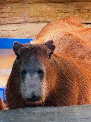 -Zoolung Zoolung动物主题公园(海信广场店)