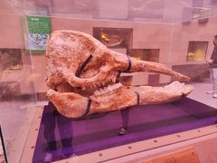 -陕西自然博物馆