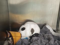 -贝利宠物医院·骨科·眼科·肿瘤转诊中心(南坪诊疗中心)