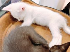 -Heymao猫咖.咖啡厅(东门店)