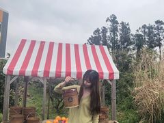 -柑橘农场