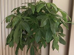 -普天和酒楼(天津之眼店)