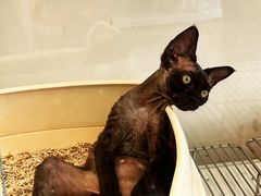 -翊宠yipet猫狗购宠庄园犬舍•猫舍