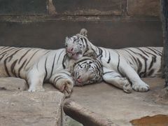 -清迈夜间动物园