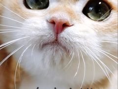 -东方名猫馆·英短金渐层布偶猫舍(环线广场1号楼店)