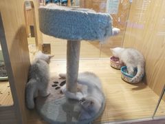 -屋虎猫馆(宝安大仟里店)
