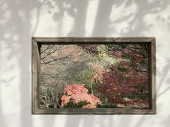 -秋霞圃