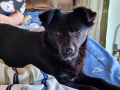 -达爱动物医院·犬猫分区·CT·复杂眼科(远洋山水分院)