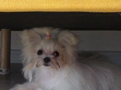 -翊宠yipet猫狗购宠庄园犬舍•猫舍