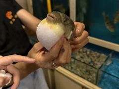 -天正河鲀·河豚亭(大连店)