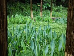 -重庆彩云湖湿地公园