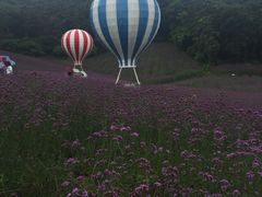 -大塘金香草谷