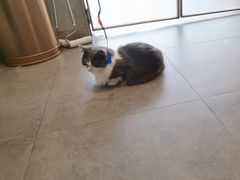 -飞行喵MR PILOT|猫舍·猫咖(静安大融城店)