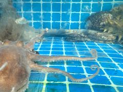 -宾朋海鲜特色美食餐厅·纯手工鲅鱼水饺(兴海路店)