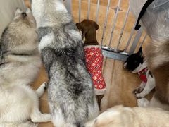 -Let's go狗咖·猫咖·奶狗·桌游(春熙路IFS店)