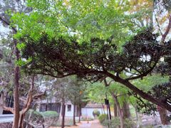 -狼山风景名胜区