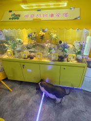 -神奇动物撸宠馆·羊驼·小浣熊·异宠(豫园店)