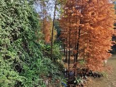 -云溪植物园