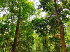 -武吉知马自然保护区