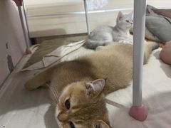 -心仪动物医院·牙专科·肿瘤·心脏科(西客站院)