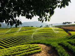 -帐篷客·溪龙茶谷度假酒店