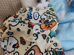 -pd派德宠物中心医院24H急重症·眼科中心·血液透析中心(嵩山北路店)