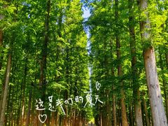 -东平国家森林公园
