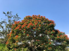 -中国科学院西双版纳热带植物园