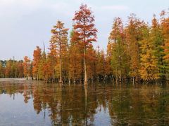 -白鹭湾湿地公园