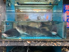 -浔味·山屿湖·正宗淳牌全鱼宴老字号