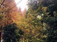 -都江堰中华大熊猫苑