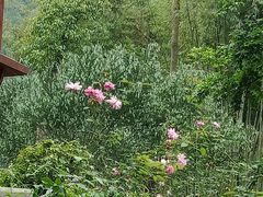 -南宁良凤江国家森林公园