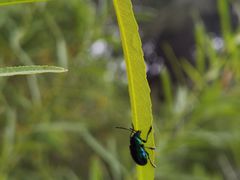 -大兴滨河森林公园