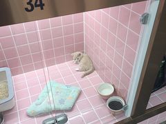 -欣宠猫屋·矮脚拿破仑·蓝金金渐层