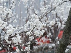 -国际非物质文化遗产博览园