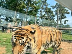 -西霞口神雕山野生动物世界