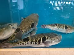 -天正河鲀·河豚亭(大连店)