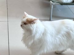 -平行世界·猫咖(首经贸店)