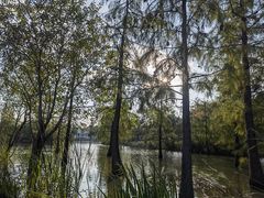 -上海长兴岛郊野公园