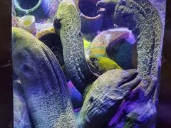 -太平洋海底世界